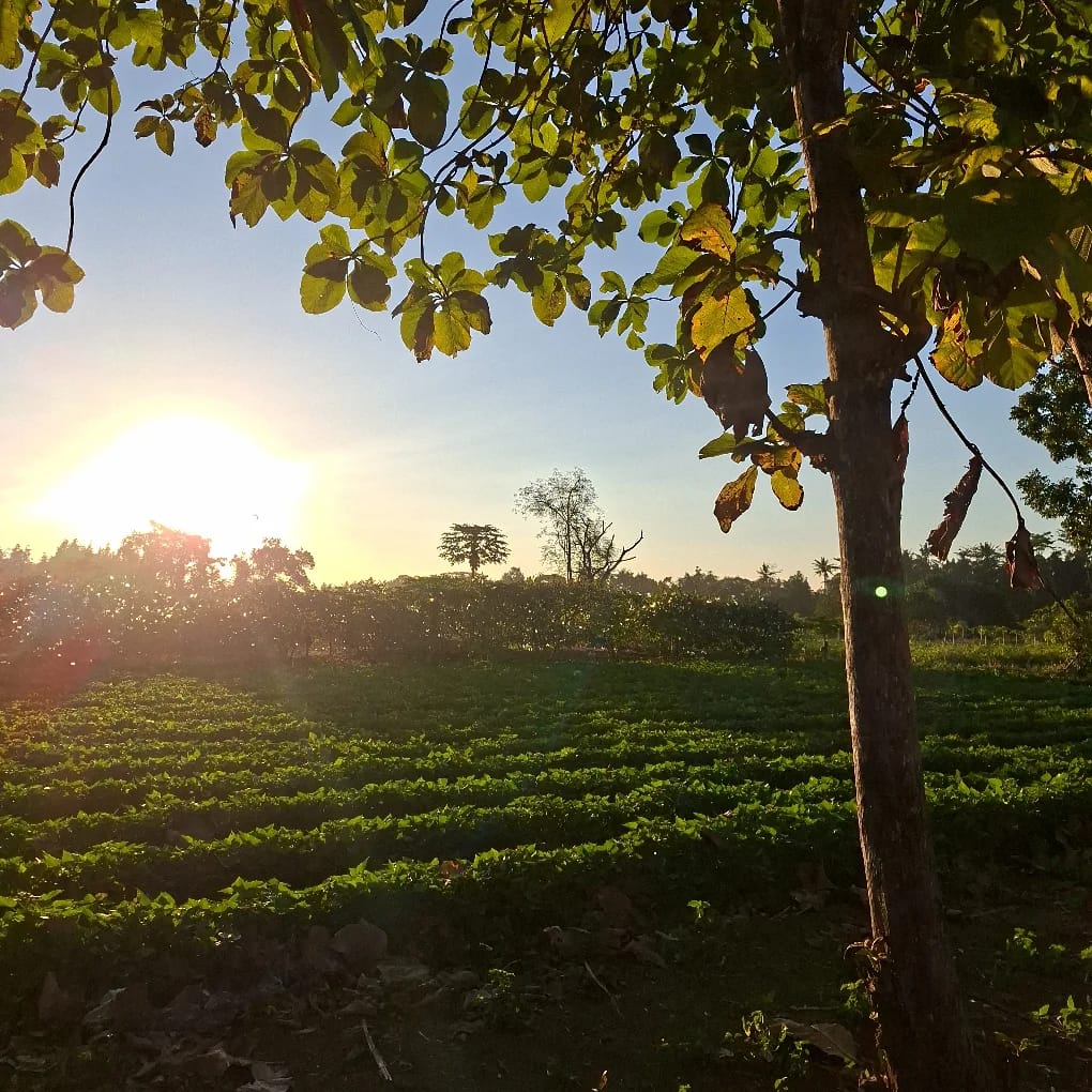 Persawahan Desa Nambangan